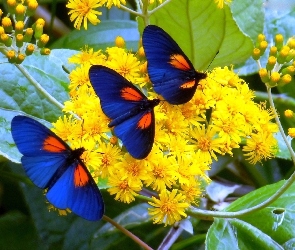 Motyle, Niebieskie, Żółte, Kwiaty