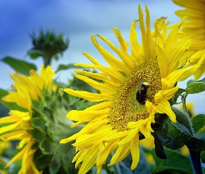 Słoneczniki, Pszczoła