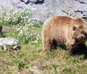 Niedźwiedź, Łąka, Brunatny