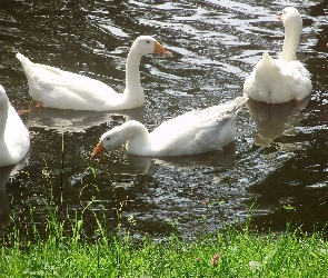 Gąski, Staw, Białe