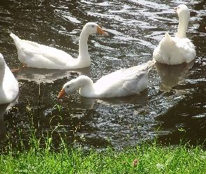 Białe, Staw, Gąski