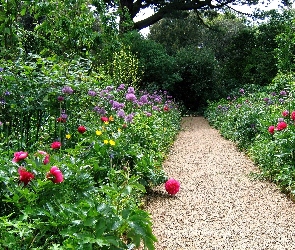 Ogród, Ścieżka, Kwiaty