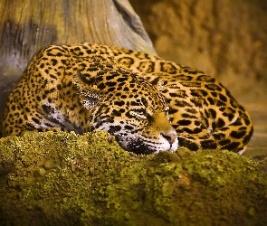 Jaguar