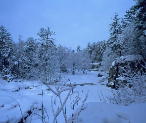 Las, Śnieg, Zimą