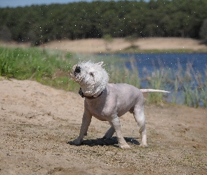 Pies, Kąpiel, West Highland White Terrier