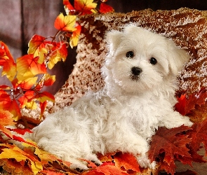 Szczeniak, Liście, Bichon frise