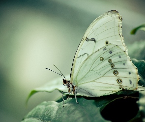 Liść, Motyl