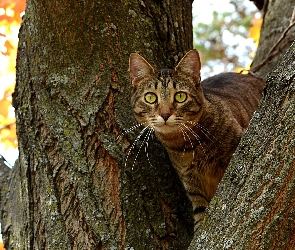 Wystraszony, Drzewo, Kot