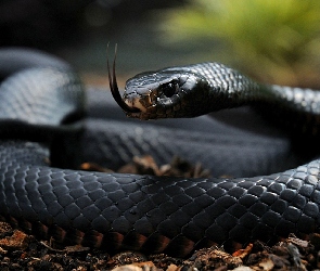 Czarna, Mamba, Wąż