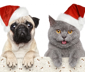 Czapki, Świąteczne, Pies, Kot