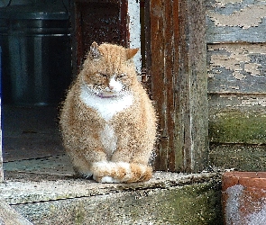 Kotek, Dom