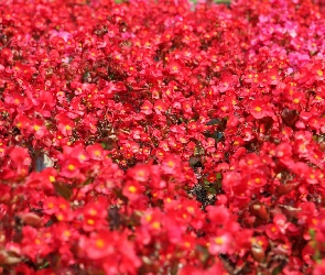 Czerwone, Rabatowe, Kwiaty