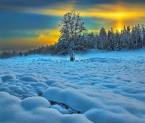 Słońca, Zima, Śnieg, Las, Zachód