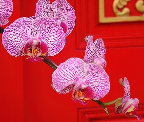 Tło, Czerwone, Różowe, Orchidee