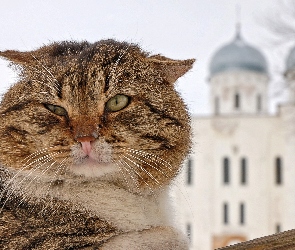 Grubasek, Chłód, Kot