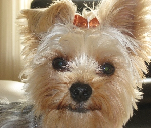 Głowa, Kokardka, Yorkshire Terrier