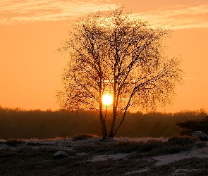 Drzewo, Śnieg, Słońca, Zachód