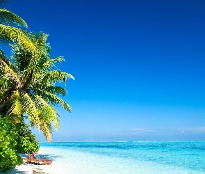 Ocean, Palmy, Wyspa