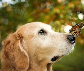 Golden retriever, Motyl, Pies