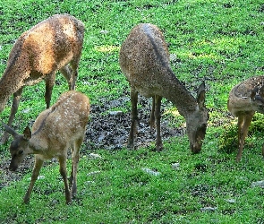 Łąka, Jelenie