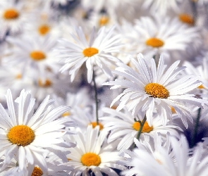 Rumianku, Kwiaty