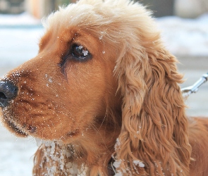 Spaniel, Śnieg, Cocker
