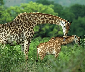 Dziecko, Matka, Dwie, Żyrafy