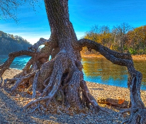 Korzenie, Rzeka, Drzewo