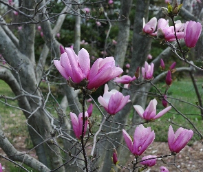 Fioletowe, Magnolie, Drzewo