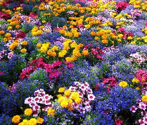 Kwiaty, Kolorowe