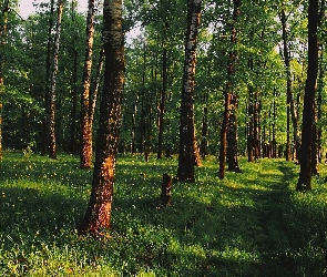 Drzewa, Trawa, Ścieżka, Brzozy, Las