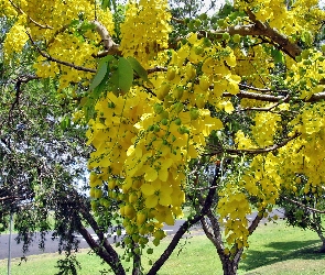 Żółta, Wisteria, Drzewo