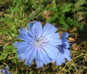 Podróżnik, Cykoria, Niebieski, Kwiat