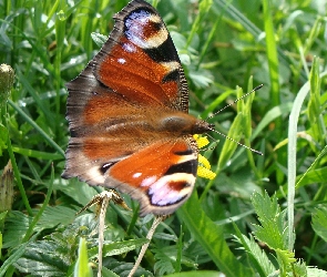 Pawik, Łąka, Motyl
