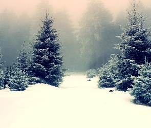 Zima, Mgła, Las, Drzewa