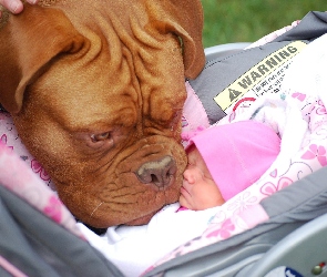 Dog de Bordeaux, Pies, Niemowlak, Wózek