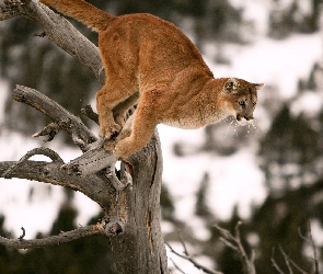 Puma, Skacząca, Suche, Konary