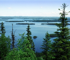 Finlandia, Drzewa, Jezioro Pielinen, Park Narodowy Koli