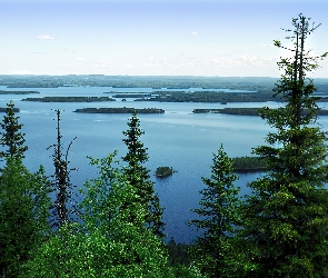 Drzewa, Jezioro Pielinen, Finlandia, Park Narodowy Koli
