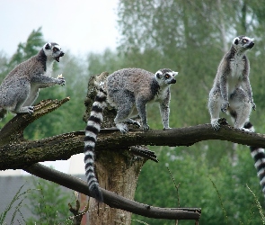 Gałąź, Lemury katta