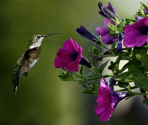 Koliber, Kwiaty, Ptak