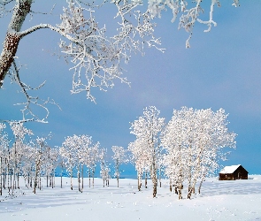Białe, Domek, Śnieg, Drzewa