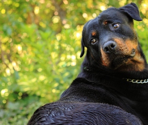 Łańcuszek, Zieleń, Rottweiler