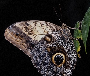 Motyl, Liść, Piękny