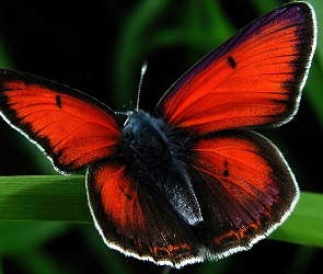Motyl, Skrzydełka