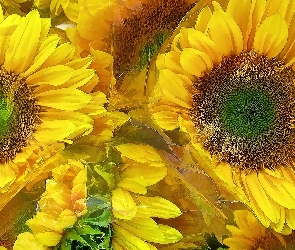 Słoneczniki, Kwiaty