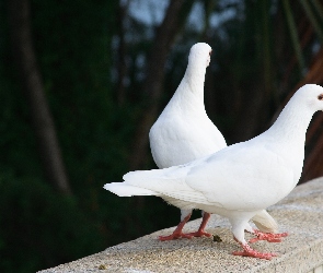 Dwa, Gołębie, Białe