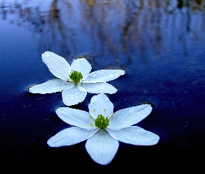 Lilie, Wodne, Kwiaty