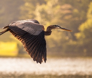 Czapla, Lot, Siwa