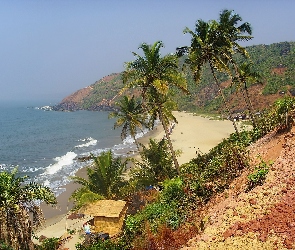 Indie, Goa, Plaża, Palmy
